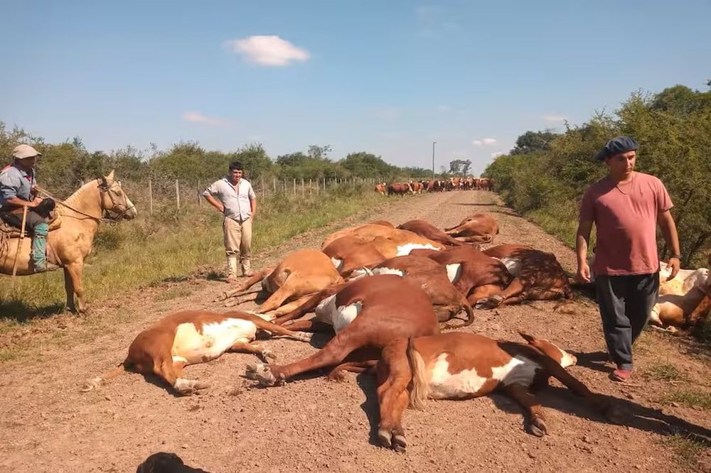 Corrientes: un tendido eléctrico cayó sobre un camino vecinal, mató 16 animales y cuatro personas se salvaron de milagro.