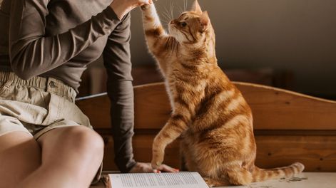 Gatos. Fuente: Canva