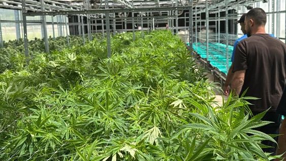 Cannabis y cáñamo: productores celebran los cambios de la Nación y así se gestionan los permisos ahora. Foto: Imagen ilustrativa (Archivo).