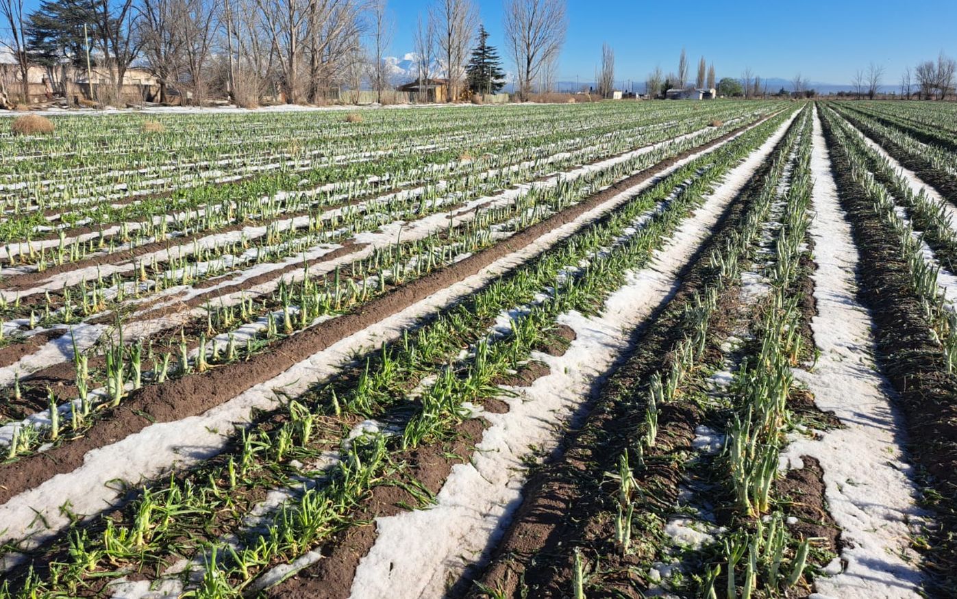 La Cámara de Comercio de General Alvear cuestionó que se excluya del Fondo Compensador Agrícola a productores con daños reiterados por granizo y heladas