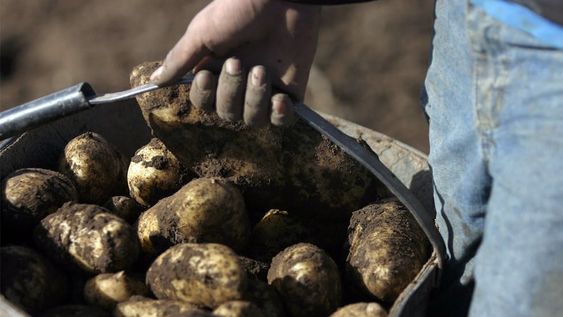 Por diversos factores, los rindes de la temporada pasada fueron más bajos y, por el aumento de los costos, varios productores reducirán la superficie sembrada con papa