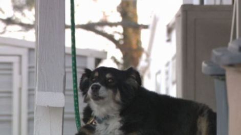 Lulu, el perro border collie que es millonario.