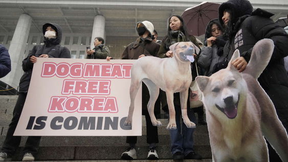 Corea del Sur prohibe finalmente la carne de perro.&nbsp;