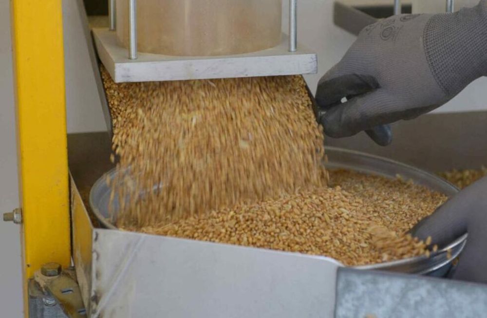 MOLIENDA. El Gobierno aumentará la fiscalización de la actividad. (Secretaría de Agroindustria)