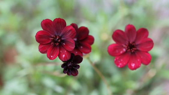 Cuál es la flor que florece solo una vez al año y huele a chocolate.