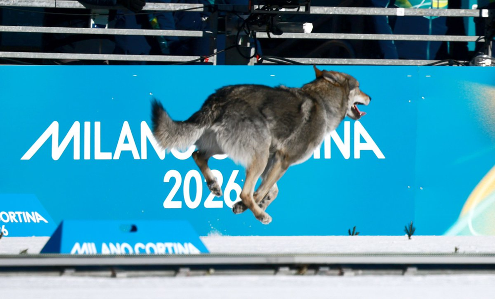 Un perro lobo corrió junto a esquiadoras en Milán-Cortina.