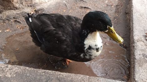 Juan, el pato del KM 0