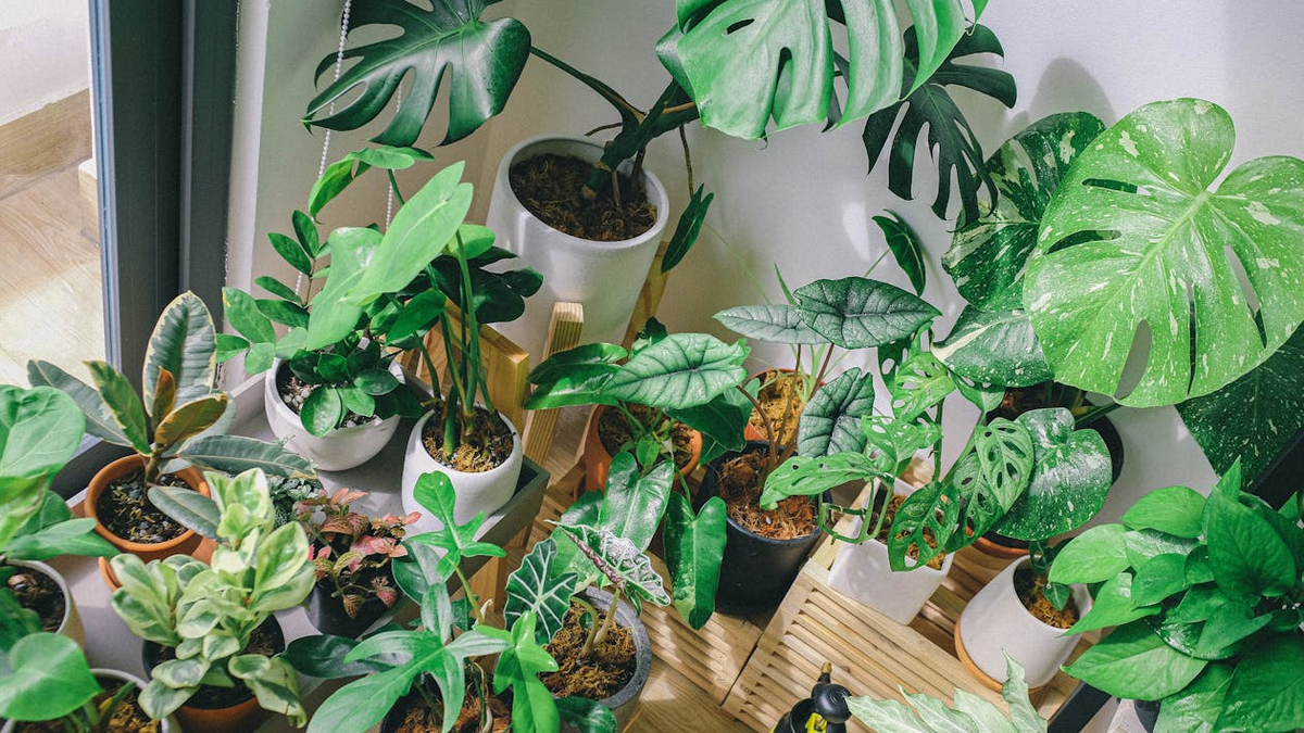 Ideal para renovar las macetas de tu casa: cómo reciclar los envases de plástico que ya no usas
