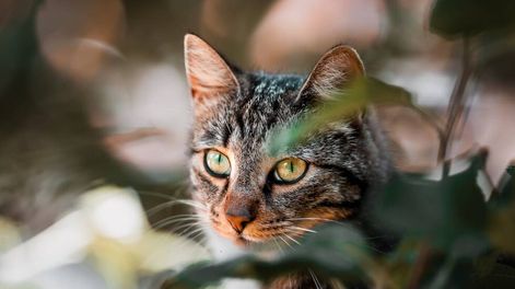 Hay gatos contagiados por gripe aviar.