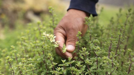 Mendoza tiene la mayor superficie cultivada del país y el 90% se concentra en San Carlos.
