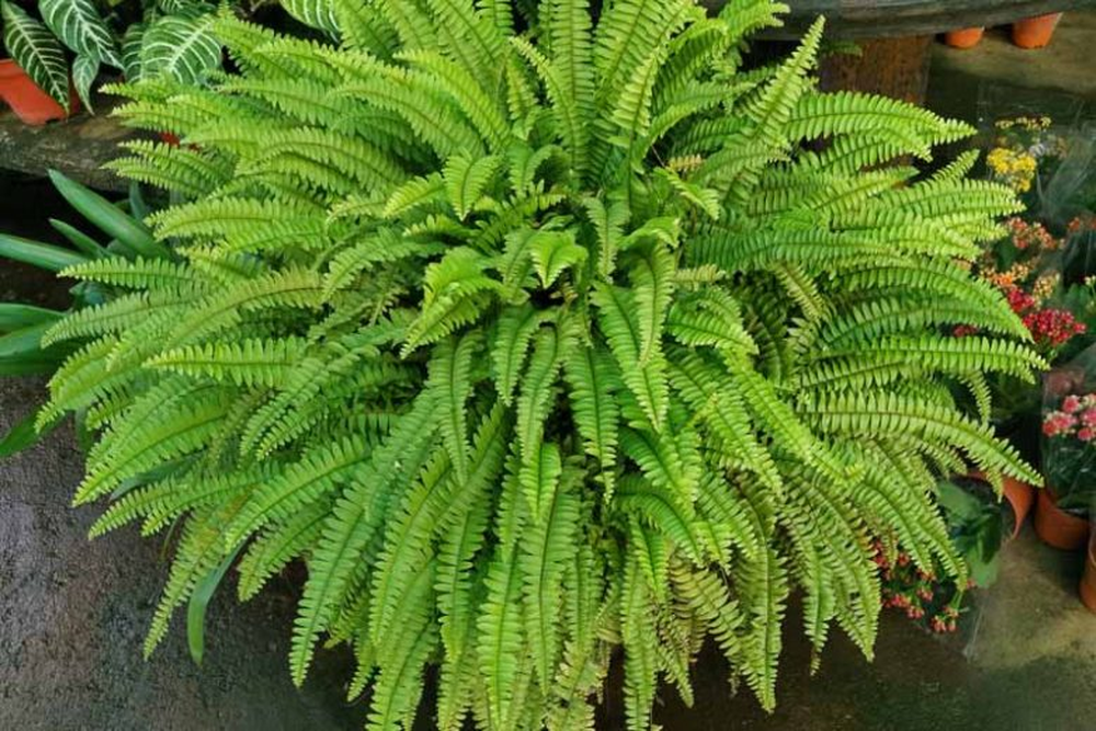 Existen plantas, que con peque&ntilde;os trucos de la jardiner&iacute;a, refrescan el interior de tu hogar o la intimidad de tu jard&iacute;n.