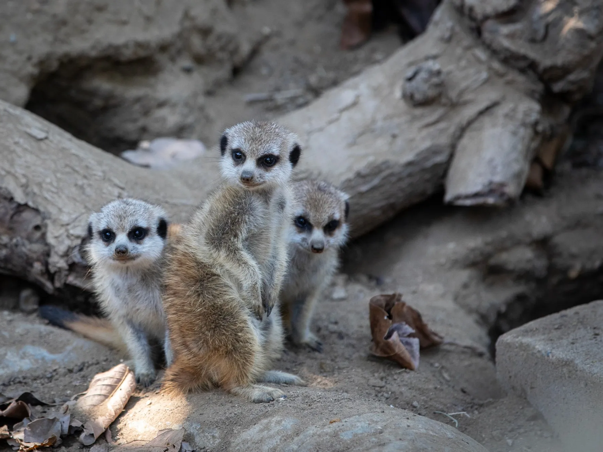 Un zoológico de Países Bajos sacrificó a varios suricatos&nbsp;