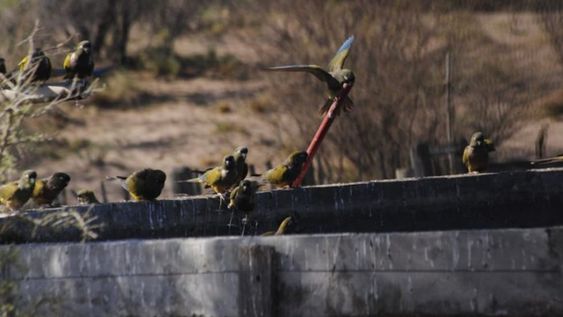 Desde 2021 es obligatorio que productores mendocinos instalen rampas de escape en tanques y reservorios de agua para evitar muertes por ahogamiento de especies protegidas. La herramienta fue distinguida a nivel internacional porque apunta a proteger especies amenazadas. Foto: Dirección de Recursos Naturales y Renovables.