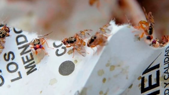 Mosca del Mediterráneo