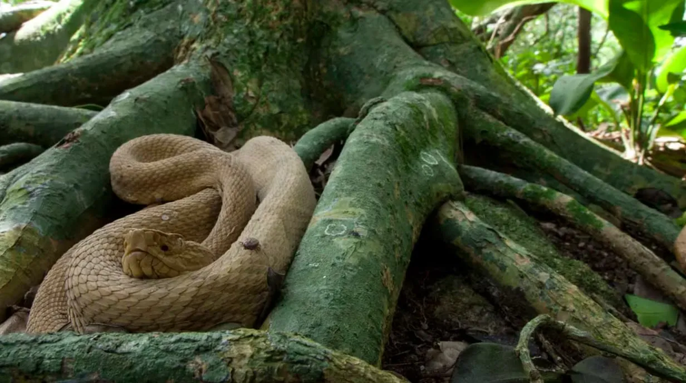 Asi es la Ilha da Queimada Grande, Isla de las Cobras, en Brasil.