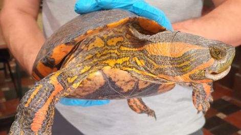 Tortuga pintada rescatada en Mendoza: no es autóctona y está en peligro por el tráfico ilegal (Foto: Prensa Gobierno de Mendoza)