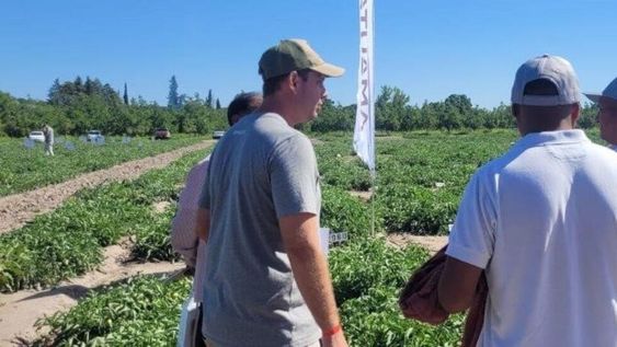 Amauta presentó sus soluciones nutricionales para el cultivo de tomates