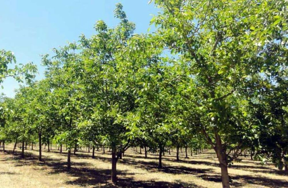 El INTA brinda mañana tres conferencias sobre viticultura, riego de olivos y poda de nogales