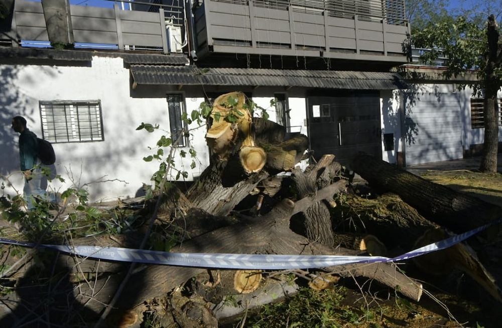 El día después de la catástrofe: Guaymallén, el departamento más golpeado por el temporal y sus consecuencias. En San José hubo varios árboles caídos. Foto: Orlando Pelichotti / Los Andes.