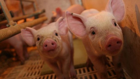 A diferencia de lo que ocurre con la carne vacuna, la de cerdo continúa creciendo en el consumo interno. Su relación de precio con la bovina es clave.