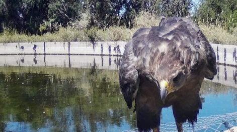 Los Andes | Emotivas fotos: bajó la muerte de aves y otros animales en el campo y gracias a esta simple y útil herramienta. Foto: Gentileza Departamento de Fauna Silvestre Mendoza