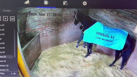 El momento en el que el jockey inyecta al animal.
