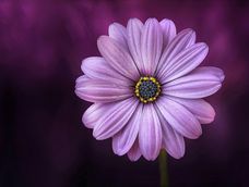 12 flores que floreceran durante todo el invierno, sin importar la temperatura 12 flores que floreceran durante todo el invierno, sin importar la temperatura