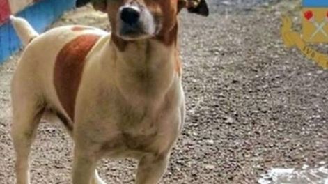 Pocho Lavezzi, el perro que enfureció a la mafia italiana y que ahora pide su cabeza