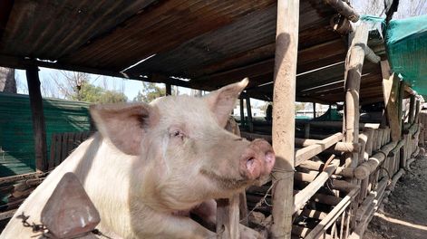 El capital de trabajo del agro termina siempre en manos de la AFIP - Por S. Saenz Valiente