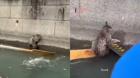 Emotivo rescate de un gato en China.