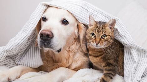 Cada vez más personas eligen cámaras de seguridad para vigilar a sus mascotas a distancia