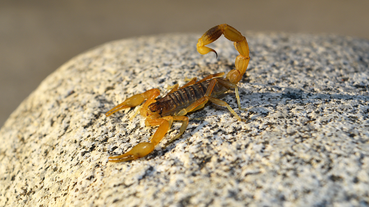 Invasión de alacranes: por qué aparecen en casa y las 3 plantas que ayudan a alejarlos