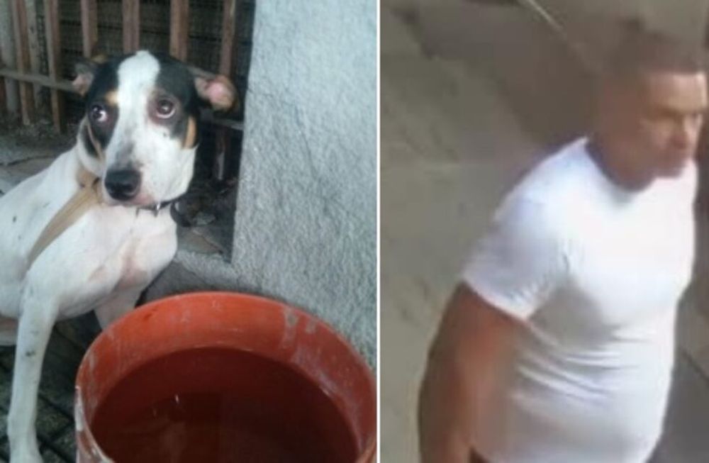 Ató a su perrita a unas rejas y la abandonó.