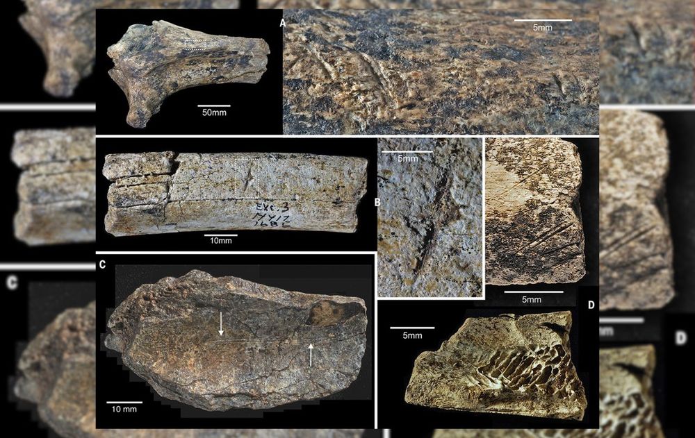 El hallazgo de estas herramientas amplía el mapa de la inteligencia prehistórica.