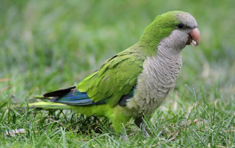 La visita frecuente de aves nativas también favorece la polinización y el control de insectos en el jardín.