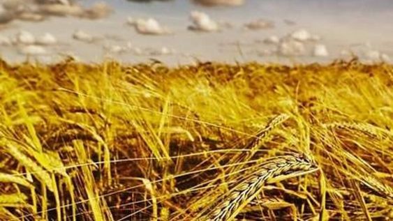 La Bolsa rosarina prevé un aumento del 10% en los embarques de harina, hasta las 700.000 toneladas,
