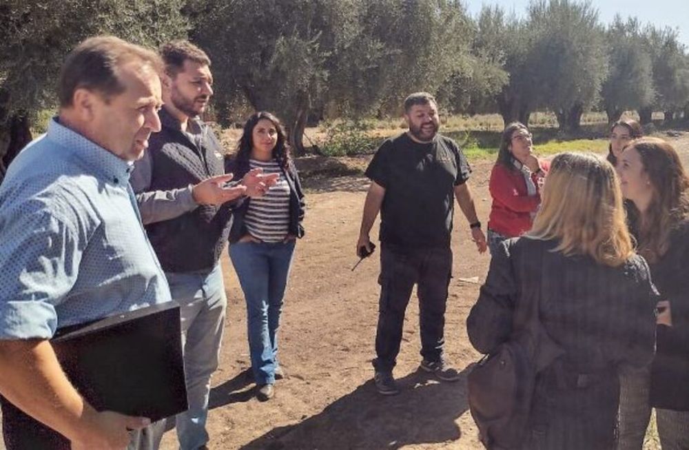 IG para el aceite de oliva: se iniciaron las auditorías en plantas elaboradoras y cultivos