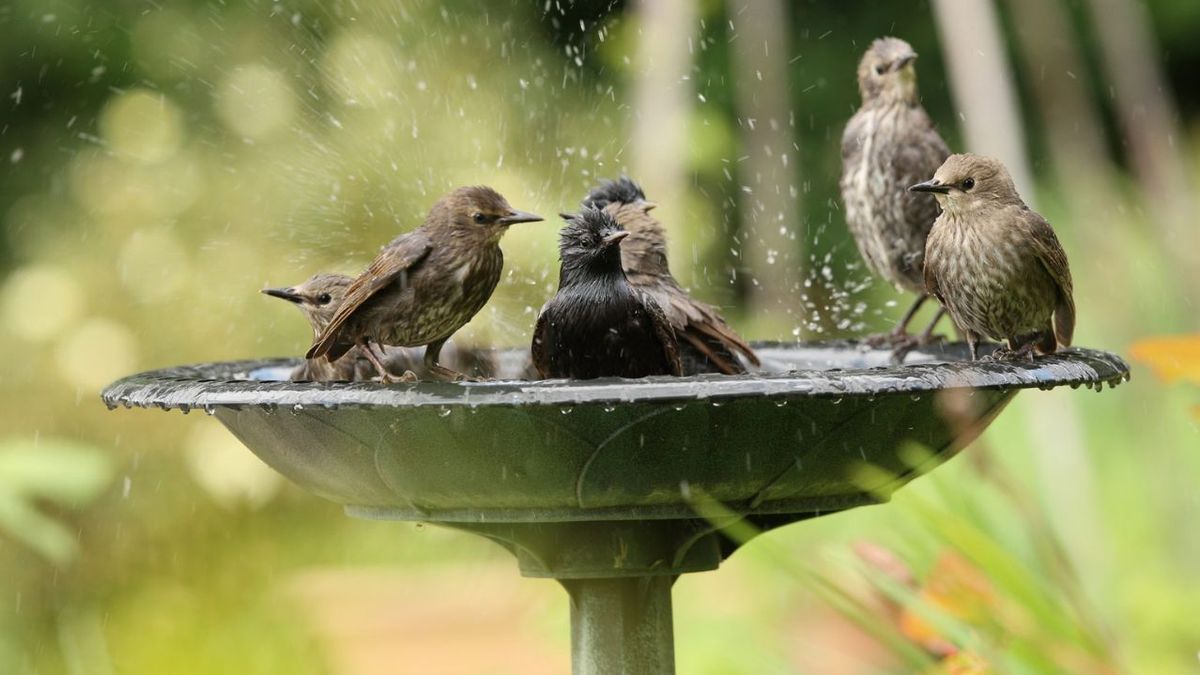 Junte recipientes de agua y barro en el jardín para atraer al pájaro que elimina moscas y mosquitos