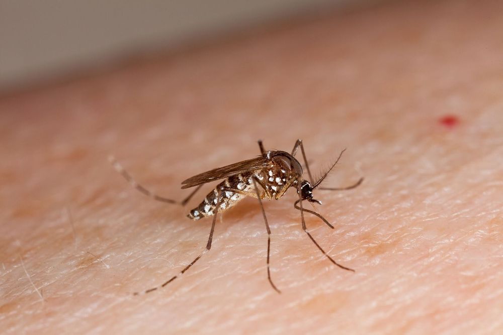 Mendoza registra su primer caso de dengue importado