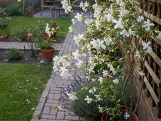 por que se caen las hojas del tu jazmin de tu jardin y como recuperarlo a tiempo