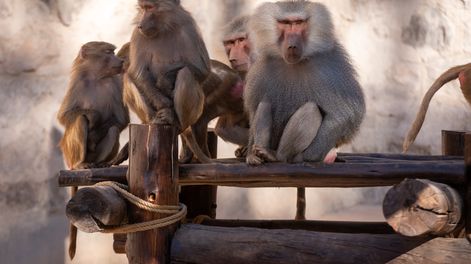 Quedan 1.148 animales en el Ecoparque de Mendoza y es la cifra más baja en 20 años: los motivos