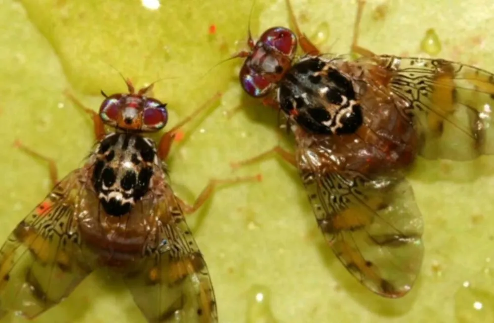 Mosca del Mediterr&aacute;neo