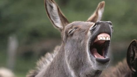 La carne de burro llegó a las carnicerías del país.