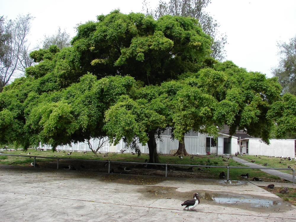 Este árbol ofrece sombra todo el día, no ensucia y resiste a la sequía.