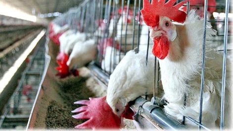 El agro ruso recupera peso estratégico a nivel mundial - Por  Jorge Castro