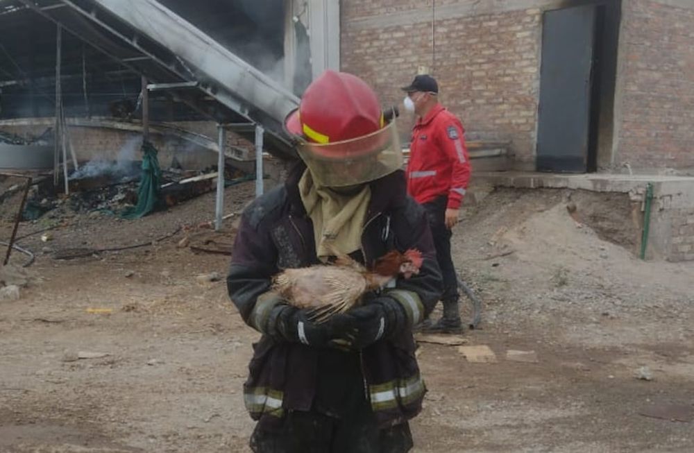 El hecho se produjo en calle Los Álamos al 8500, entre San Ramón y Ruta 40 - Fuentes policiales