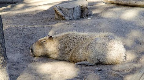 Golpiza deja a un carpincho en estado crítico. Vecinos del barrio privado Lares registraron el momento.&nbsp;