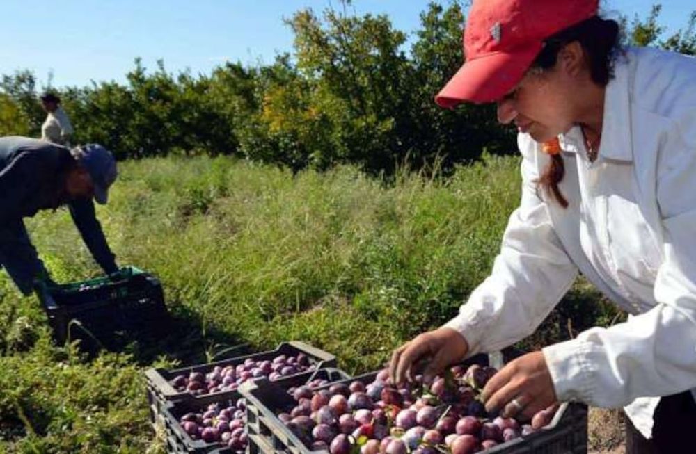 Desde el sector productivo resaltan que el IDR desarrolla estadísticas y censos, y brinda acompañamiento técnico, y que los privados no pueden sostener al organismo.