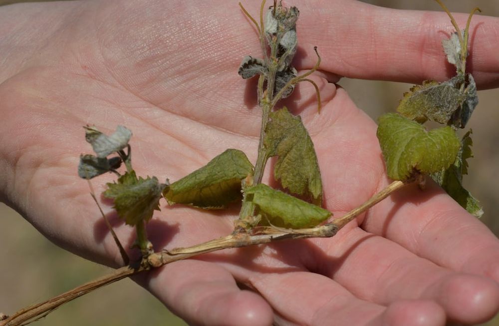 Heladas: cuáles son las claves para el manejo de viñedos afectados