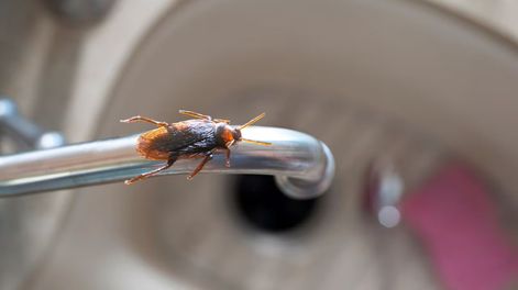 Elegir este truco para evitar insectos en cualquier rincón de casa, es una idea efectiva y sin gastar en ingredientes caros.